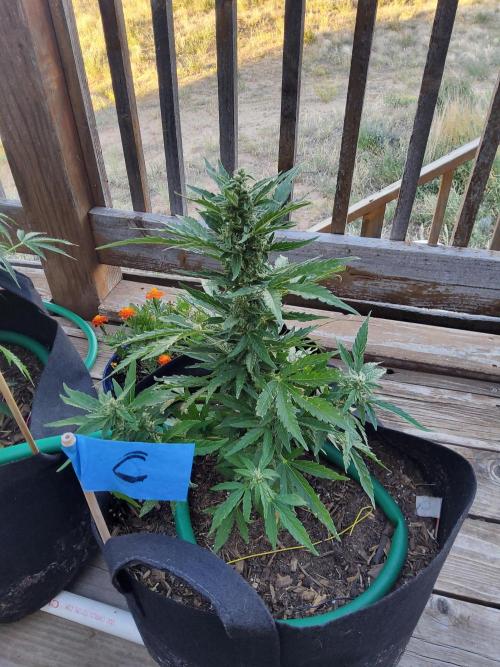 Northern Lights Auto CO outdoor 2026. Week 11