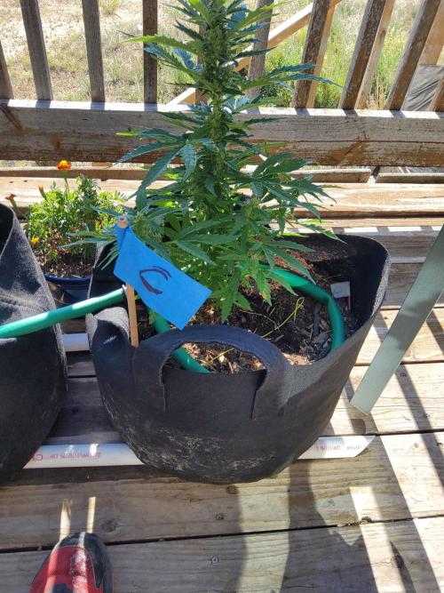 Northern Lights Auto CO outdoor 2026. Week 11