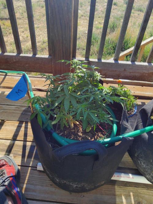 Northern Lights Auto CO outdoor 2026. Week 11