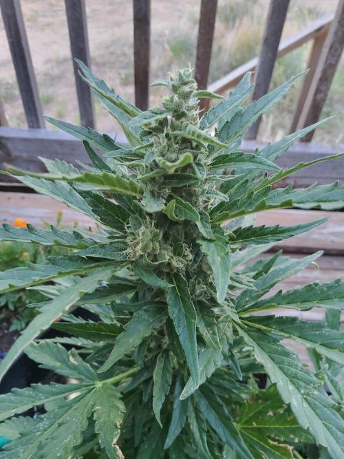 Northern Lights Auto CO outdoor 2026. Week 11 - Update 6.20.26
