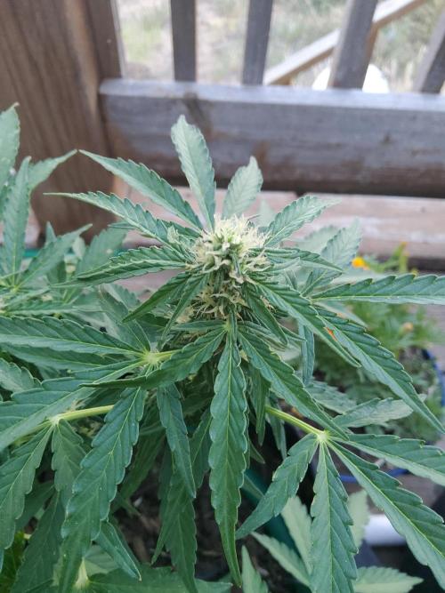 Northern Lights Auto CO outdoor 2026. Week 11 - Update 6.20.26