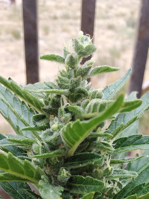Northern Lights Auto CO outdoor 2026. Week 11 - Update 6.24.26:  Oh wow, frosty!