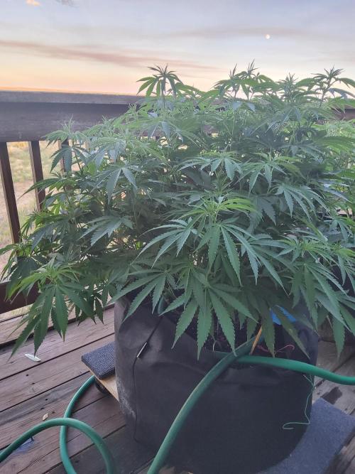 Durban Poison CO grow 2026. Week 16