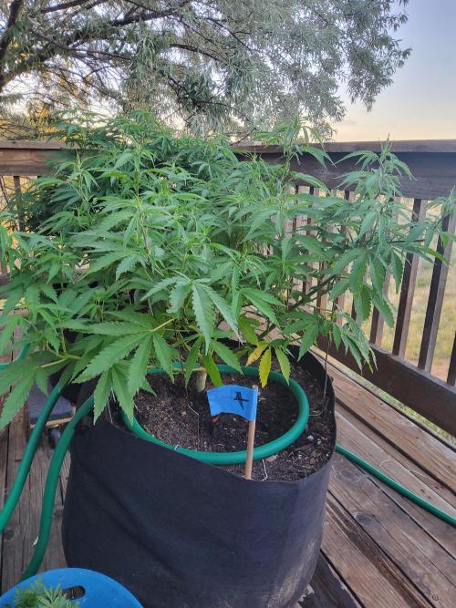 Durban Poison CO grow 2026. Week 16