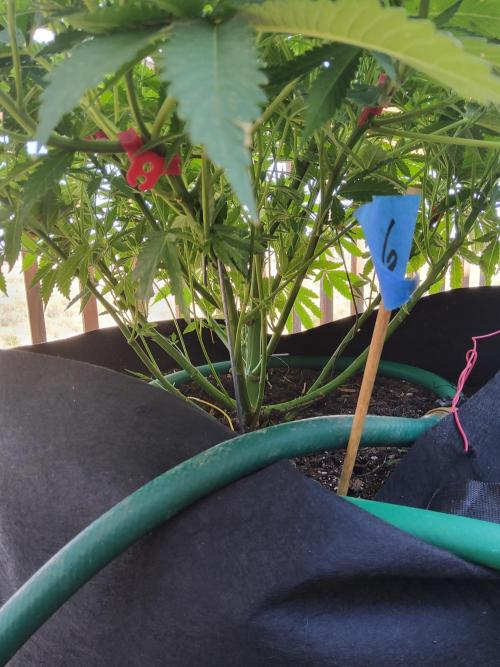 Durban Poison CO grow 2026. Week 16