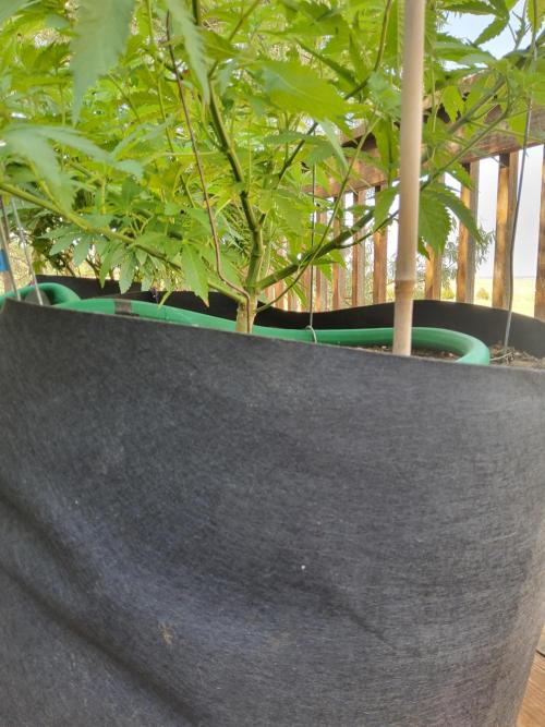 Durban Poison CO grow 2026. Week 16