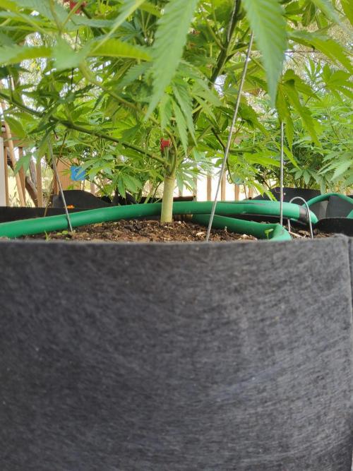 Durban Poison CO grow 2026. Week 16