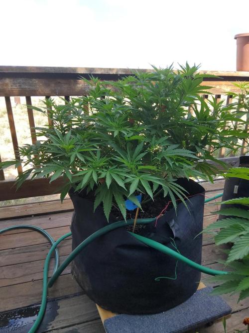 Durban Poison CO grow 2026. Week 16