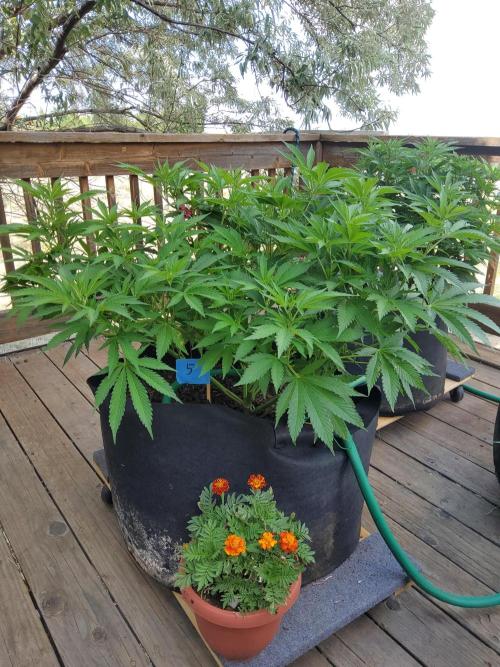 Durban Poison CO grow 2026. Week 16