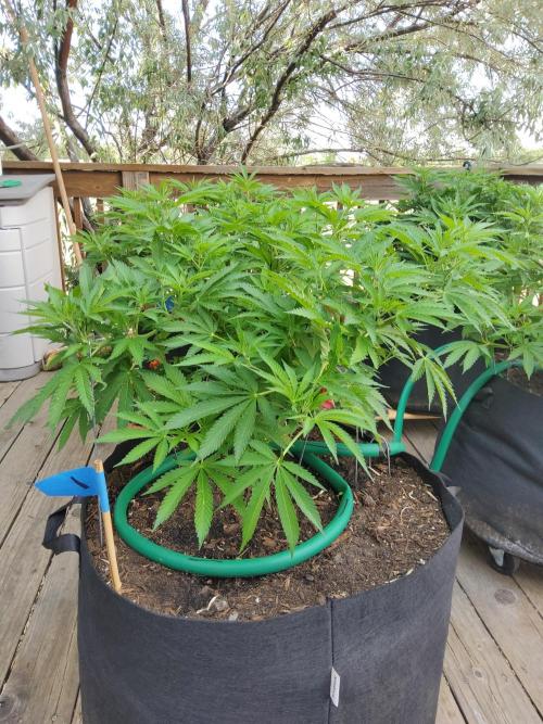 Durban Poison CO grow 2026. Week 16