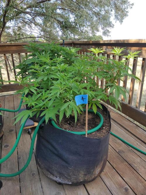 Durban Poison CO grow 2026. Week 16