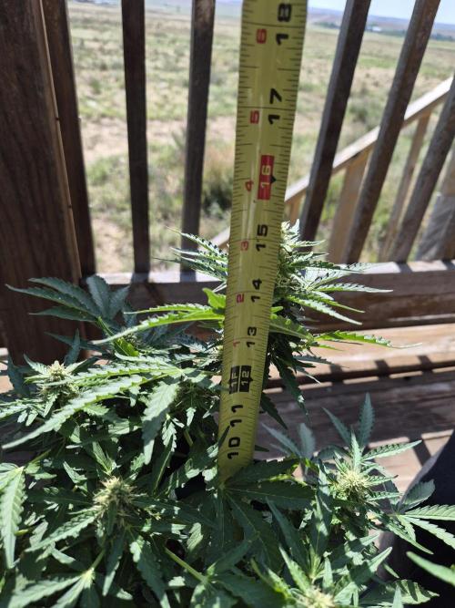 Northern Lights Auto CO outdoor 2026. Week 12