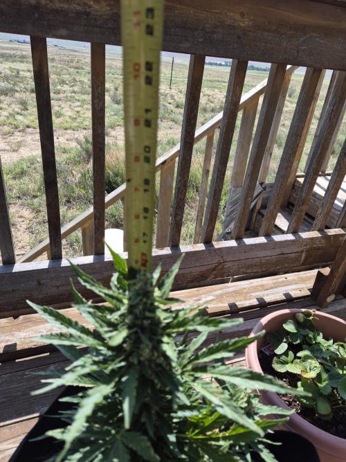 Northern Lights Auto CO outdoor 2026. Week 12