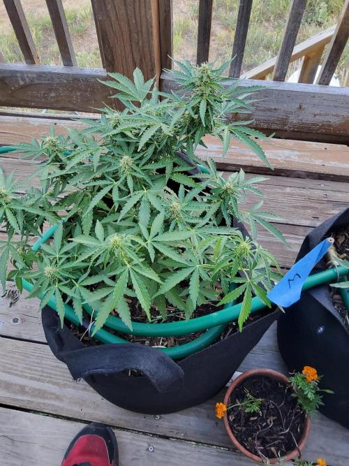 Northern Lights Auto CO outdoor 2026. Week 12
