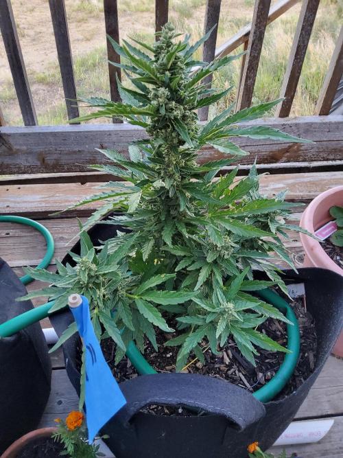 Northern Lights Auto CO outdoor 2026. Week 12