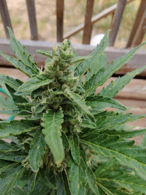 Northern Lights Auto CO outdoor 2026. Week 12
