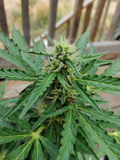 Northern Lights Auto CO outdoor 2026. Week 12