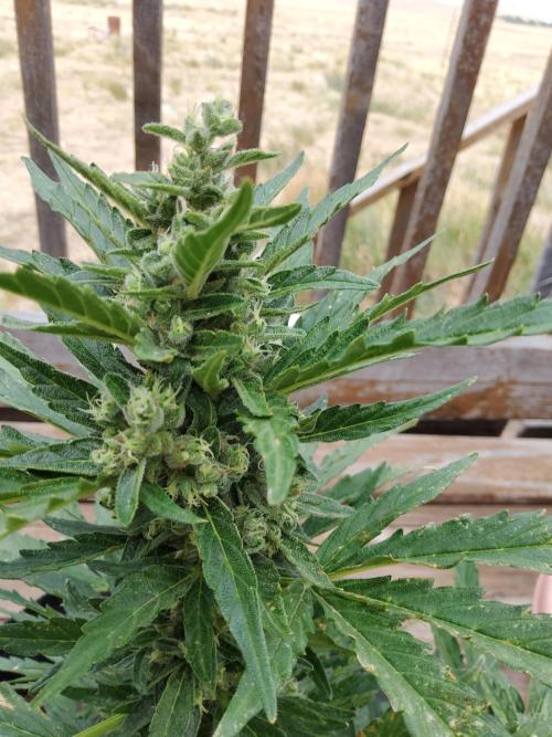 Northern Lights Auto CO outdoor 2026. Week 12