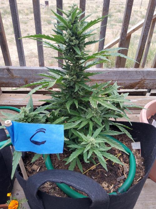 Northern Lights Auto CO outdoor 2026. Week 12