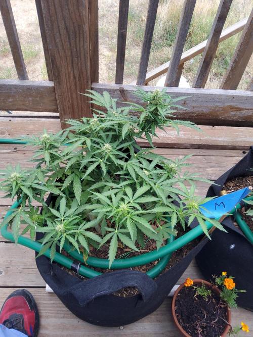 Northern Lights Auto CO outdoor 2026. Week 12