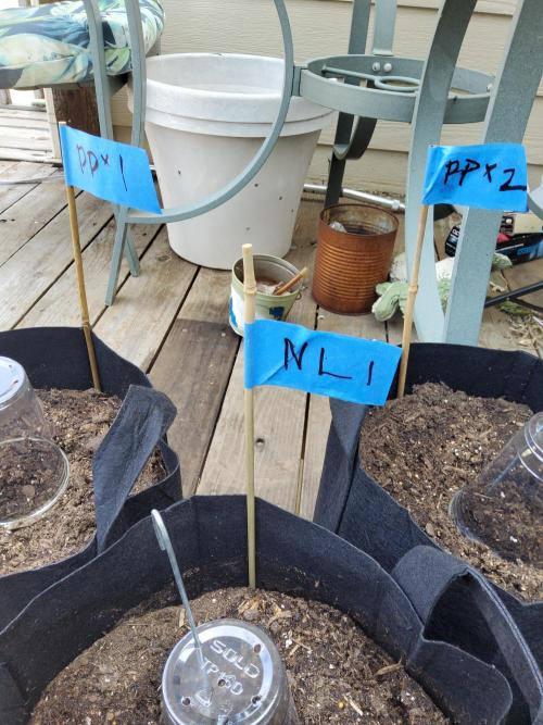 Outdoor Autoflower, round 2. Week 0