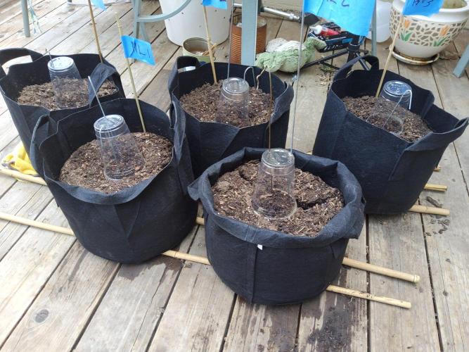 Outdoor Autoflower, round 2. Week 0