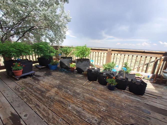 Outdoor Autoflower, round 2. Week 0