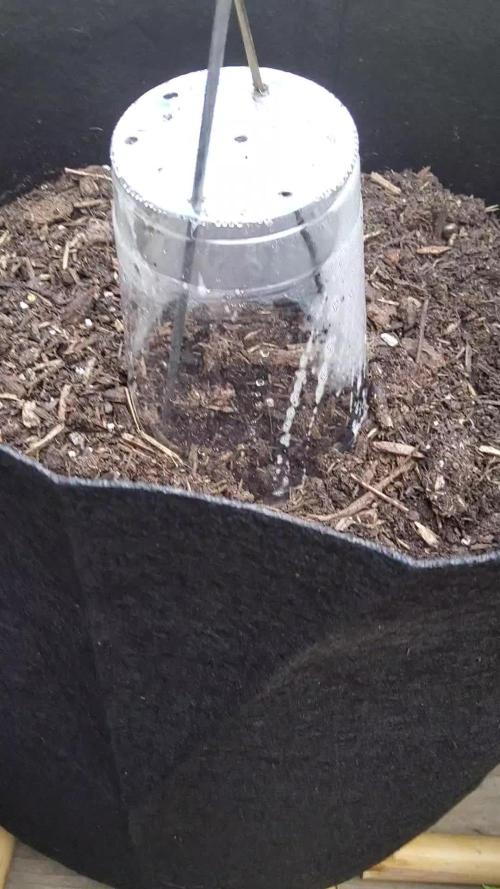 Outdoor Autoflower, round 2