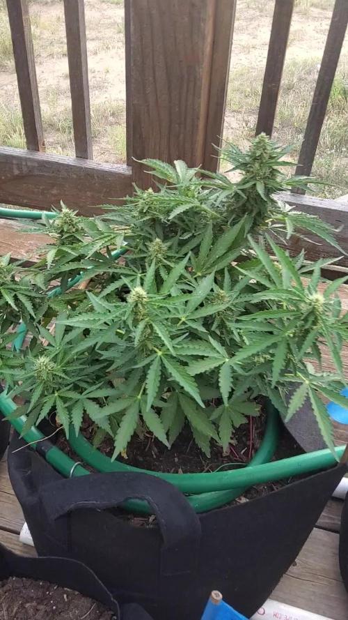 Northern Lights Auto CO outdoor 2026