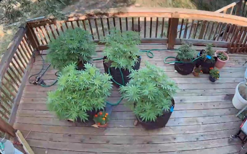 Durban Poison CO grow 2026. Week 17