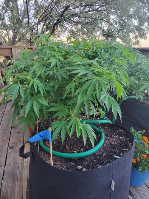Durban Poison CO grow 2026. Week 17