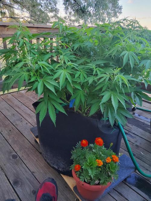 Durban Poison CO grow 2026. Week 17