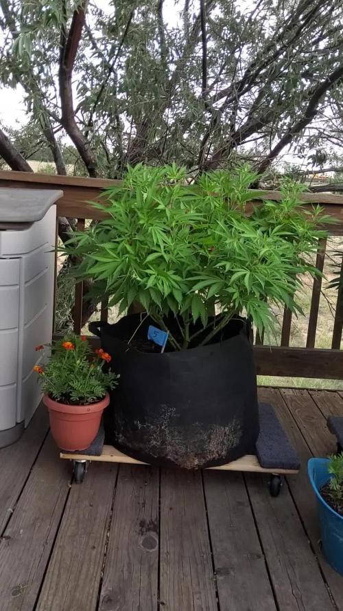 Durban Poison CO grow 2026