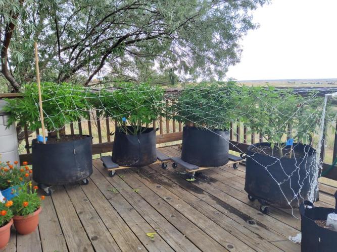 Durban Poison. Week 17