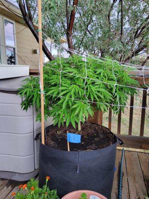 Durban Poison CO grow 2026. Week 18