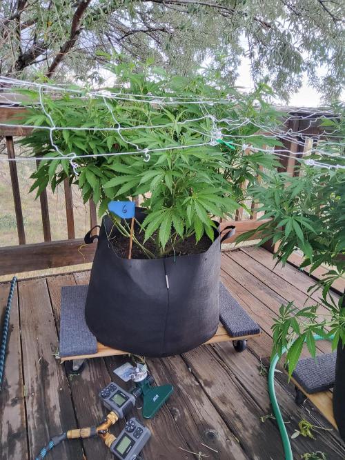 Durban Poison CO grow 2026. Week 18