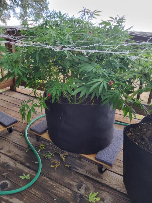 Durban Poison CO grow 2026. Week 18