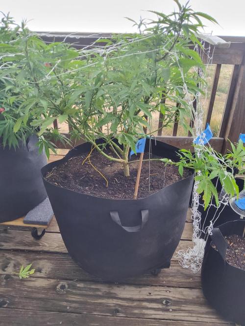 Durban Poison CO grow 2026. Week 18