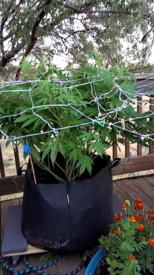 Durban Poison CO grow 2026