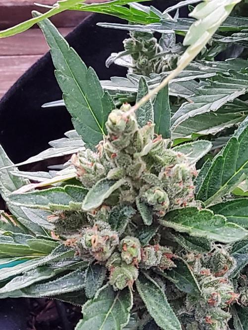 Northern Lights Auto CO outdoor 2026. Week 14