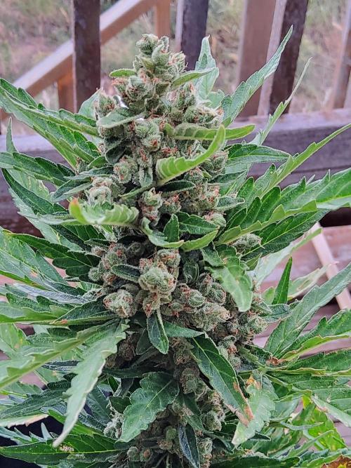 Northern Lights Auto CO outdoor 2026. Week 14