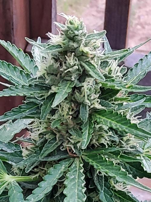 Northern Lights Auto CO outdoor 2026. Week 14