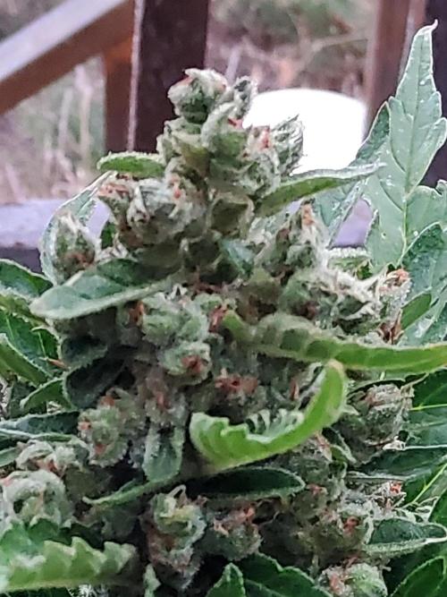 Northern Lights Auto CO outdoor 2026. Week 14