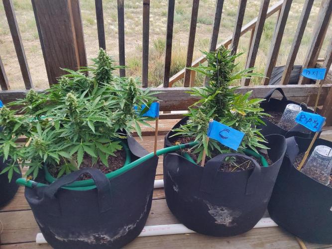 Northern Lights Auto CO outdoor 2026. Week 14