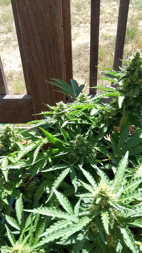 Northern Lights Auto CO outdoor 2026