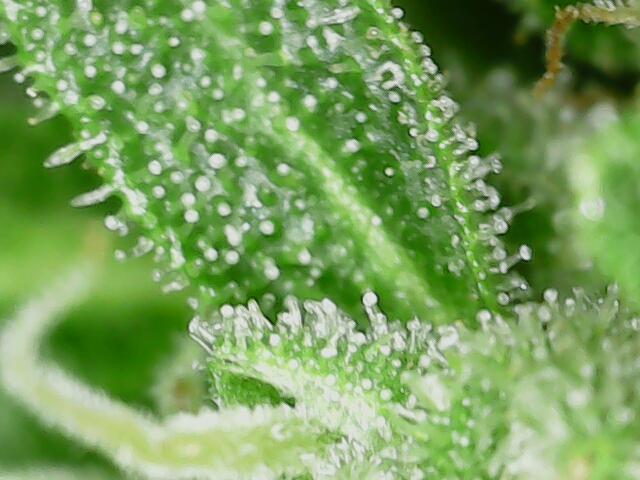 Northern Lights Auto CO outdoor 2026. Week 14
