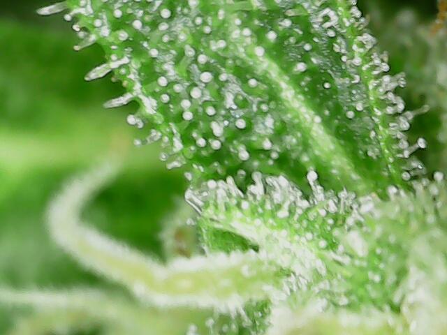 Northern Lights Auto CO outdoor 2026. Week 14
