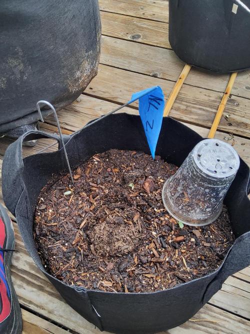 Outdoor Autoflower, round 2. Week 1
