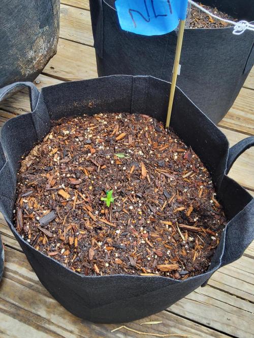 Outdoor Autoflower, round 2. Week 1