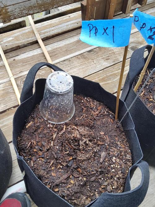 Outdoor Autoflower, round 2. Week 1